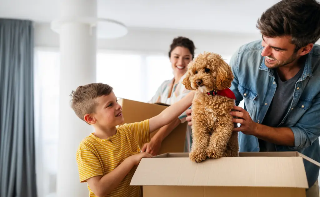 Moving with Pets in Davis CA A Complete Season-by-Season Guide