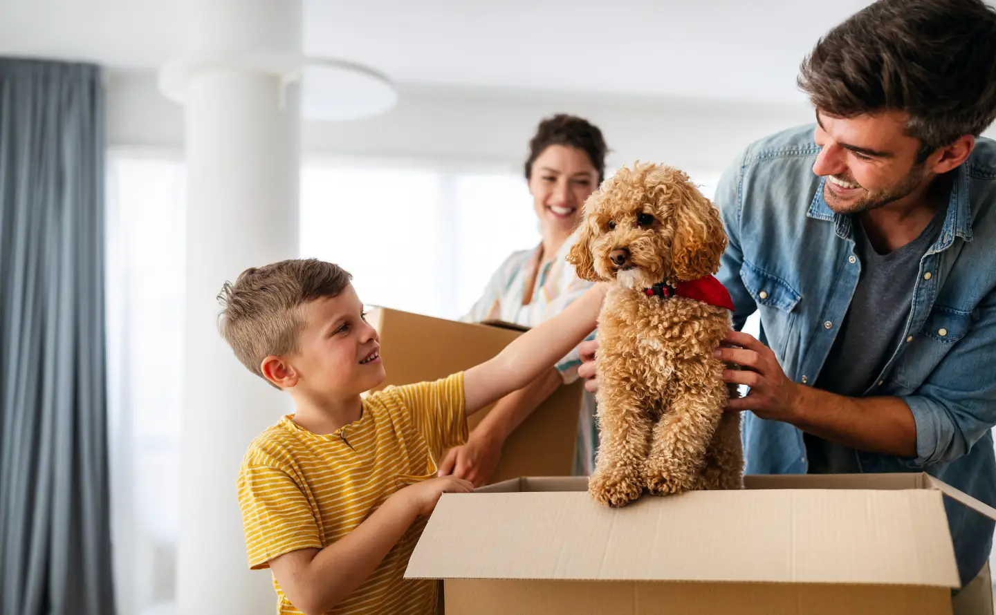 Moving with Pets in Davis CA A Complete Season-by-Season Guide
